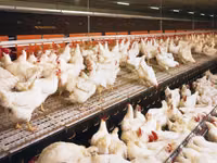 Premixuri pentru animale şi păsări — 照片 1