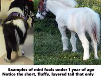 公马, Miniature horse — 照片 2