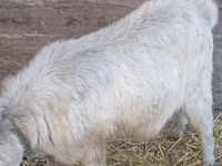 Ziegenbock, Ziegen — Foto 4