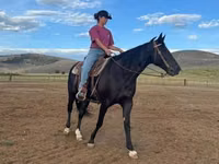 Mare, National Show Horse — photo 2