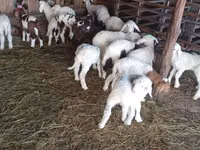 نعجة, Awassi sheep — الصورة 1