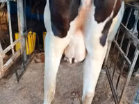 Cow, Holstein breed — photo 1