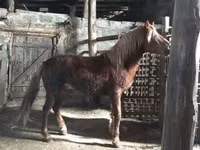 Horses (batch, sex not specified), Russian Don — photo 2