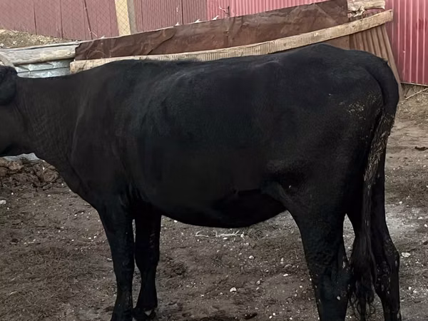 Vaca, Latvian Blue cattle
