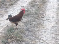 Chickens — 照片 1