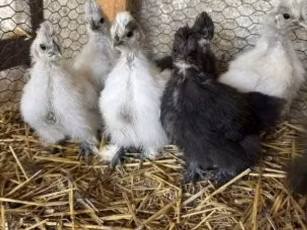 सिल्की