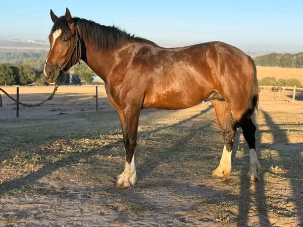 Horse (M), Clydesdale