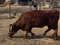Cow, Dexter — photo 3