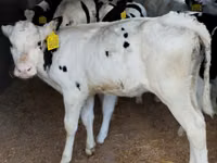 Rinder (Partie, Geschlecht nicht angegeben), Russian Black pied cattle — Foto 1