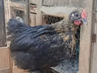 Brahma — Foto 6