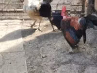 Chickens — 照片 3