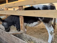 Cow, Belgian Blue — photo 7