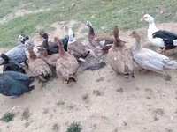 Ducks — फ़ोटो 6