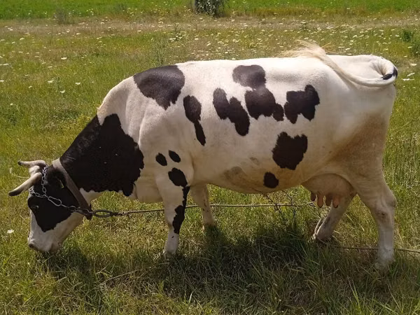 بقرة, Russian Black pied cattle