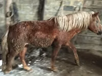 Horses (batch, sex not specified), Russian Don — photo 3