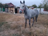 Hengst, Thoroughbred horse — Foto 4