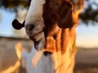 बकरी, Boer goat — फ़ोटो 3