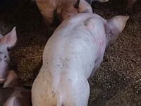 Boar, Pigs — photo 4