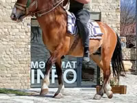 公马, Karabakh horse — 照片 4