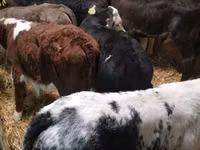 Cattle (batch, sex not specified), Cattle — photo 2