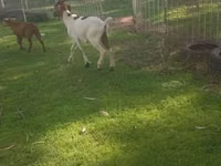 Cabras (lote, sexo no especificado), Cabras — foto 7