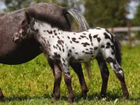 घोड़ी, American shetland pony — फ़ोटो 3