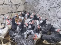 Chickens — Foto 4