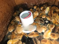 Chickens — Foto 4