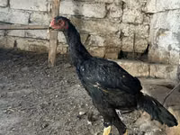 Chickens — photo 3