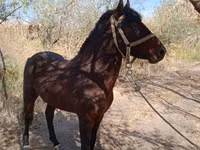 Horse (M), Karabair horse — photo 3