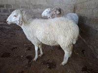 母羊, Merino sheep — 照片 8