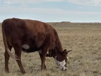 母牛, Kazakh White-headed cow — 照片 2