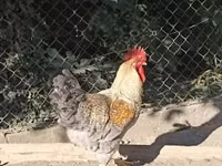 Chickens — photo 3