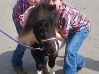 घोड़ी, Miniature horse — फ़ोटो 6