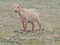 Billy Goat, Alpine goat — photo 2