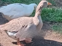 Geese — Foto 3