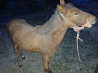 Mare, Horses — photo 3