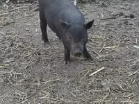 Boar — photo 8