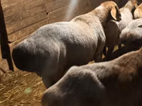 Widder, Rhon sheep — Foto 4