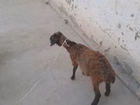 ماعز (دفعة، الجنس غير محدد), الماعز — الصورة 2