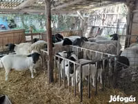 Carnero, Dorper sheep — foto 3