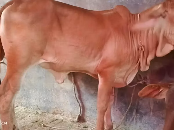 Vaca, Brahman