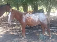 Horse (M), Tarpan (Died out) — photo 2