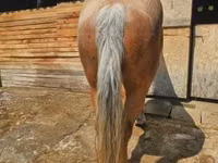 Yegua, Caballos — foto 8