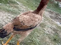 Chickens — Foto 2