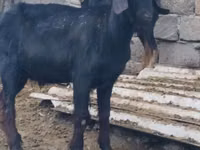 Billy Goat, Anatolian Black goats — photo 4