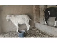 Cabras (lote, sexo no especificado), Cabras — foto 3