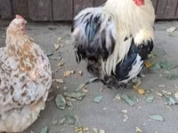 Pekin-Zwerg — Foto 4