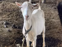 Goat, Dutch Landrace goats — photo 7