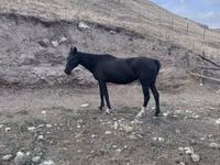 Mare, Anglo-Arabian — photo 1
